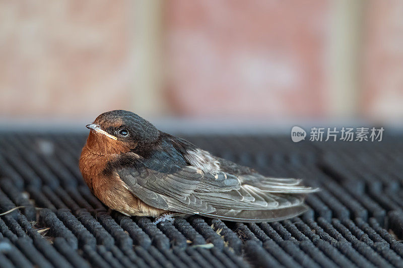 迎新燕子(Hirundo neoxena)